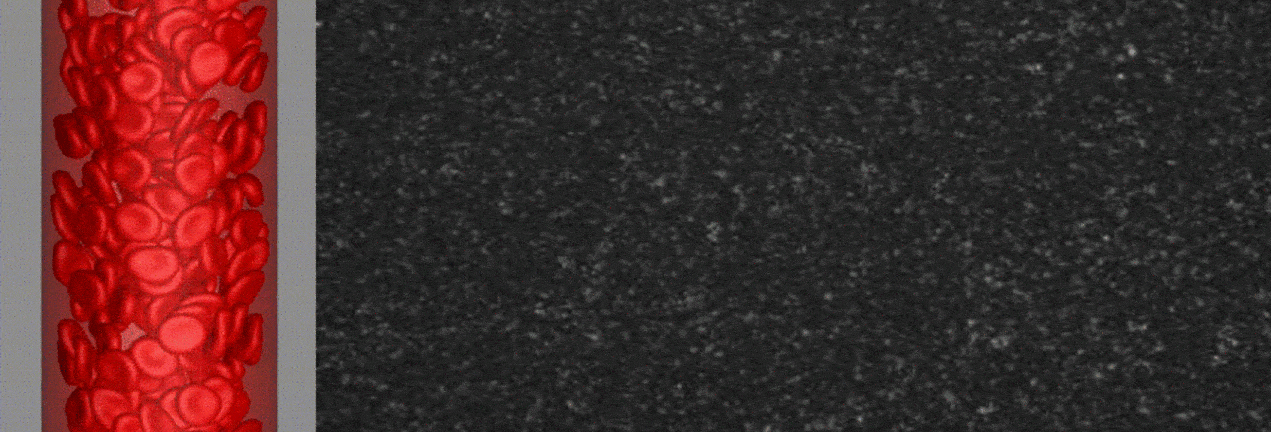 Dr. Nisan Ozana | Optical and Acoustical Neuroimaging